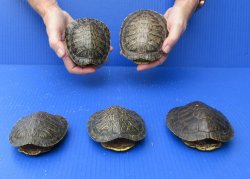Five piece 4" to 4-3/4" Red Eared Slider Turtle Shells