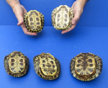 Five piece 4" to 4-3/4" Red Eared Slider Turtle Shells