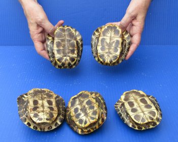 Five piece 4" to 4-3/4" Red Eared Slider Turtle Shells