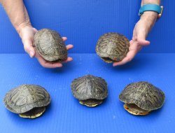 Five piece 4" to 4-3/4" Red Eared Slider Turtle Shells