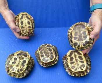 Five piece 4" to 4-3/4" Red Eared Slider Turtle Shells