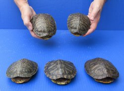 Five piece 4" to 4-3/4" Red Eared Slider Turtle Shells