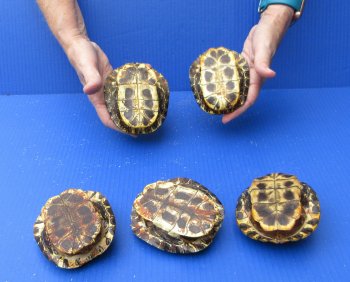 Five piece 4" to 4-3/4" Red Eared Slider Turtle Shells