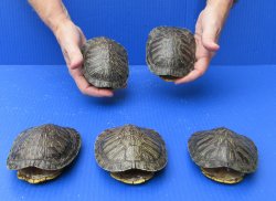 Five piece 4" to 4-3/4" Red Eared Slider Turtle Shells