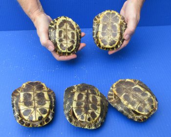 Five piece 4" to 4-3/4" Red Eared Slider Turtle Shells