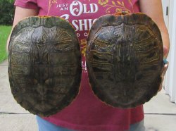 Two piece 8" to 8-3/4" Red Eared Slider Turtle Shells