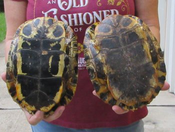 Two piece 8" to 8-3/4" Red Eared Slider Turtle Shells