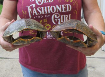 Two piece 8" to 8-3/4" Red Eared Slider Turtle Shells