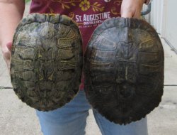 Two piece 8" to 8-3/4" Red Eared Slider Turtle Shells
