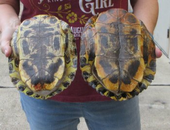 Two piece 8" to 8-3/4" Red Eared Slider Turtle Shells