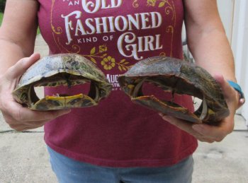 Two piece 8" to 8-3/4" Red Eared Slider Turtle Shells