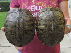 Two piece 8" to 8-3/4" Red Eared Slider Turtle Shells