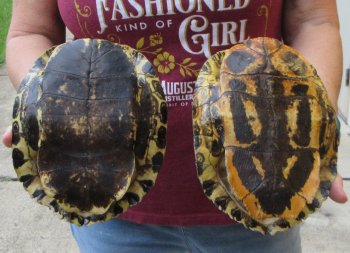 Two piece 8" to 8-3/4" Red Eared Slider Turtle Shells