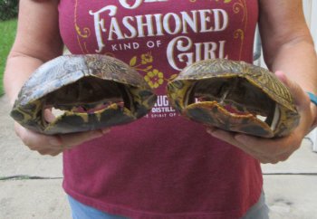 Two piece 8" to 8-3/4" Red Eared Slider Turtle Shells