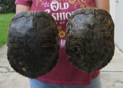 Two piece 8"to 8-3/4" Red Eared Slider Turtle Shells