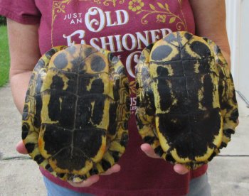 Two piece 8"to 8-3/4" Red Eared Slider Turtle Shells