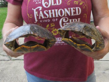 Two piece 8"to 8-3/4" Red Eared Slider Turtle Shells