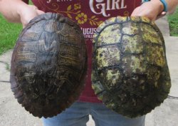 Two piece 8" to 8-3/4" Red Eared Slider Turtle Shells