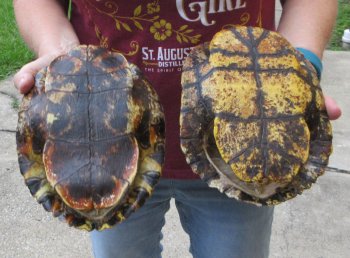Two piece 8" to 8-3/4" Red Eared Slider Turtle Shells