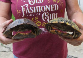 Two piece 8" to 8-3/4" Red Eared Slider Turtle Shells