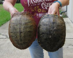 Two piece 8" to 8-3/4" Red Eared Slider Turtle Shells