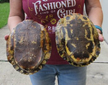 Two piece 8" to 8-3/4" Red Eared Slider Turtle Shells