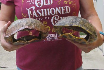 Two piece 8" to 8-3/4" Red Eared Slider Turtle Shells