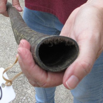 32" African Gemsbok Oryx Horns  (NO POST OFFICE (USPS) SHIPPING!!) 