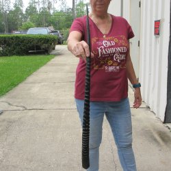 33" African Gemsbok Oryx Horns  <font color=red>(NO POST OFFICE (USPS) SHIPPING!!) </font> <font color=red>*Special Price* </font>