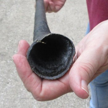 34" African Gemsbok Oryx Horns (NO POST OFFICE (USPS) SHIPPING!!) 