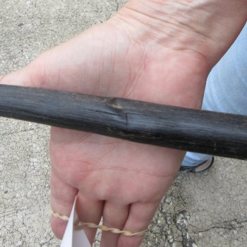 34" African Gemsbok Oryx Horns (NO POST OFFICE (USPS) SHIPPING!!) 