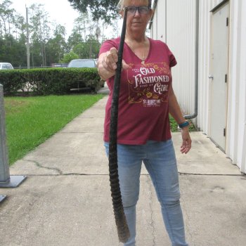 36" African Gemsbok Oryx Horns  (NO POST OFFICE (USPS) SHIPPING!!) 
