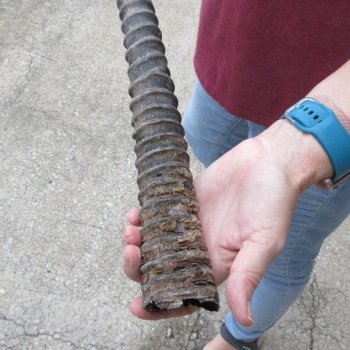36" African Gemsbok Oryx Horns  (NO POST OFFICE (USPS) SHIPPING!!) 