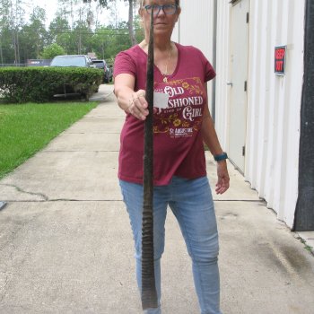 37" Gemsbok Horn (NO POST OFFICE (USPS) SHIPPING!!) 