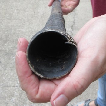 37" Gemsbok Horn (NO POST OFFICE (USPS) SHIPPING!!) 