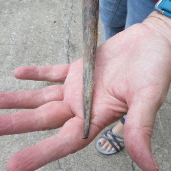 37" Gemsbok Horn (NO POST OFFICE (USPS) SHIPPING!!) 