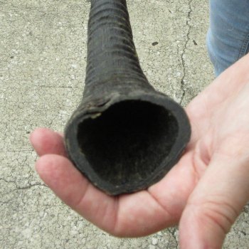 32" African Gemsbok Oryx Horns  (NO POST OFFICE (USPS) SHIPPING!! Special Price) 