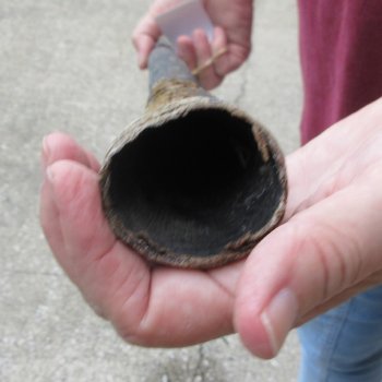 38" Gemsbok Horn (NO POST OFFICE (USPS) SHIPPING!!) 