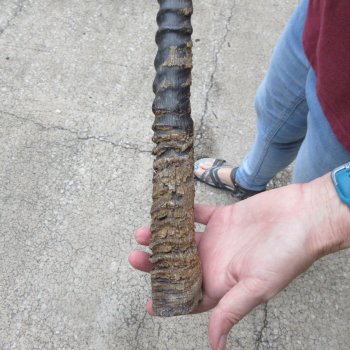 38" Gemsbok Horn (NO POST OFFICE (USPS) SHIPPING!!) 