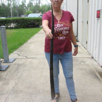 38" Gemsbok Horn (NO POST OFFICE (USPS) SHIPPING!!) 