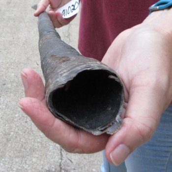 38" Gemsbok Horn (NO POST OFFICE (USPS) SHIPPING!!) 