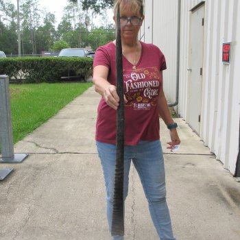 38" Gemsbok Horn (NO POST OFFICE (USPS) SHIPPING!!) 