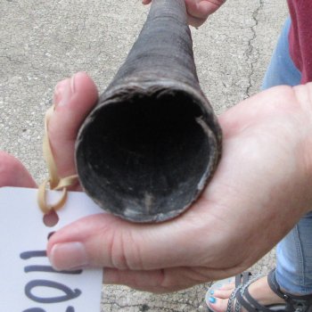 38" Gemsbok Horn (NO POST OFFICE (USPS) SHIPPING!!) 