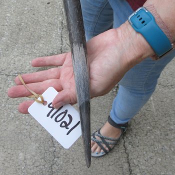 38" Gemsbok Horn (NO POST OFFICE (USPS) SHIPPING!!) 