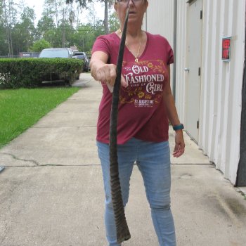37" Gemsbok Horn (NO POST OFFICE (USPS) SHIPPING!!) 