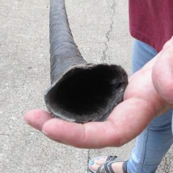 35" African Gemsbok Oryx Horns (NO POST OFFICE (USPS) SHIPPING!!) 