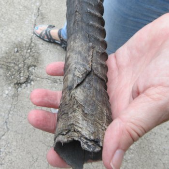 35" African Gemsbok Oryx Horns (NO POST OFFICE (USPS) SHIPPING!!) 
