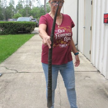 36" African Gemsbok Oryx Horns  (NO POST OFFICE (USPS) SHIPPING!!) 