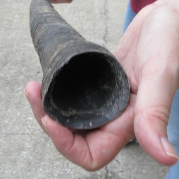 36" African Gemsbok Oryx Horns  (NO POST OFFICE (USPS) SHIPPING!!) 