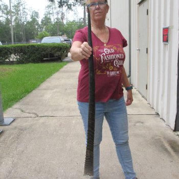 37" Gemsbok Horn (NO POST OFFICE (USPS) SHIPPING!!) 